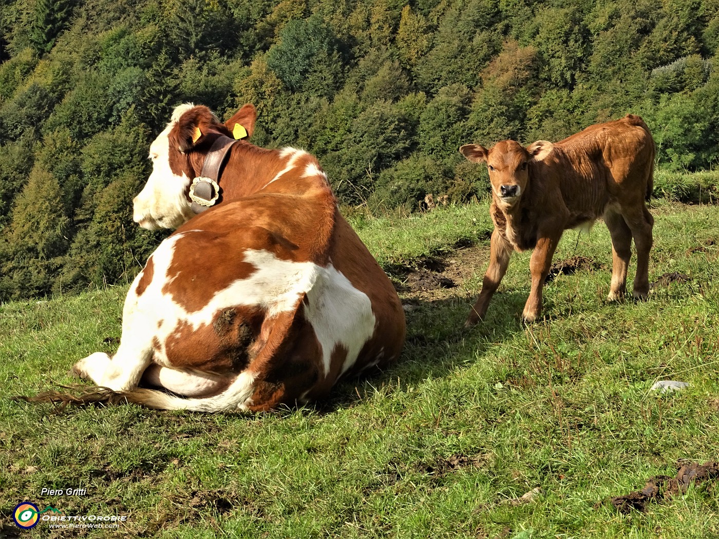 13 Mucca con vitellino alla Baita Baciamorti (1450 m).JPG